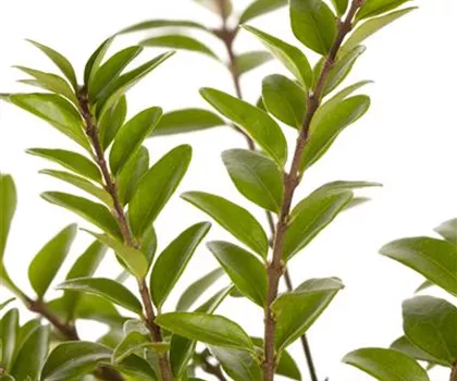 Lonicera nitida 'Maigrün'  Lonicera nitida 'Maigrün'