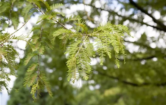 Metasequoia glyptostroboides 