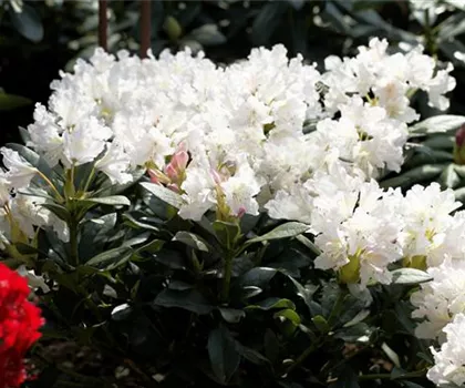 Rhododendron Hybride 'Cunningham's White'  Rhododendron Hybride 'Cunningham's White'