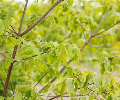 Acer griseum Acer griseum