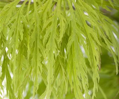 Acer palmatum 'Dissectum'  Acer palmatum 'Dissectum'