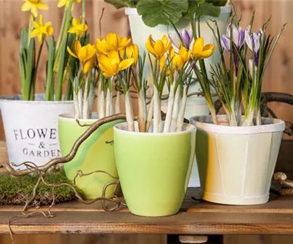Frühling auf dem Balkon geht ohne bunte Blumen gar nicht