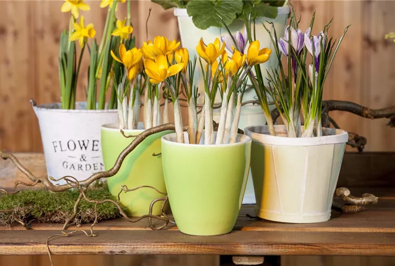 Crocus chrysanthus Crocus chrysanthus