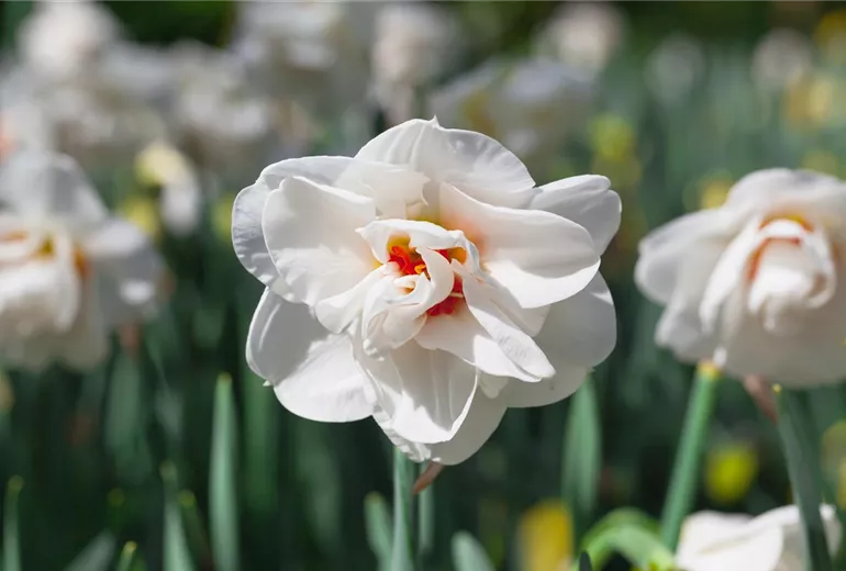 Narcissus Narcissus