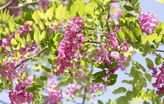 Robinia margaretta 'Casque Rouge' Robinia margaretta 'Casque Rouge'