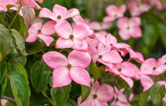 Cornus florida 'Rubra' 
