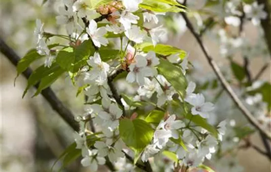 Prunus serrulata 'Taihaku'