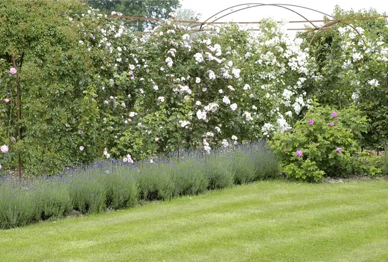 Kletterrosen Kletterrosen