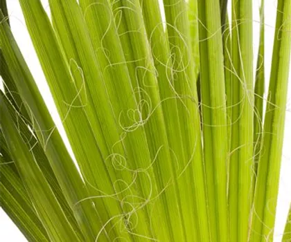 Trachycarpus fortunei  Trachycarpus fortunei