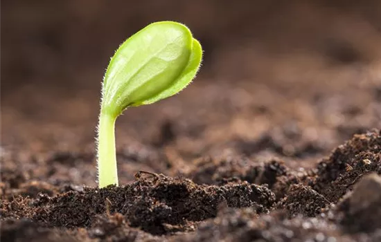 Mit dem Anbau im Gewächshaus schon im Mai die erste Ernte feiern Mit dem Anbau im Gewächshaus schon im Mai die erste Ernte feiern