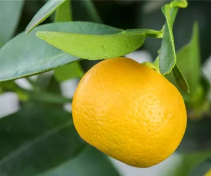 Citrus mitis  Citrus mitis