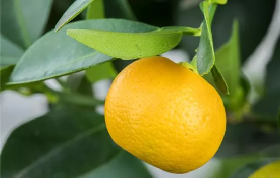 Citrus mitis  Citrus mitis
