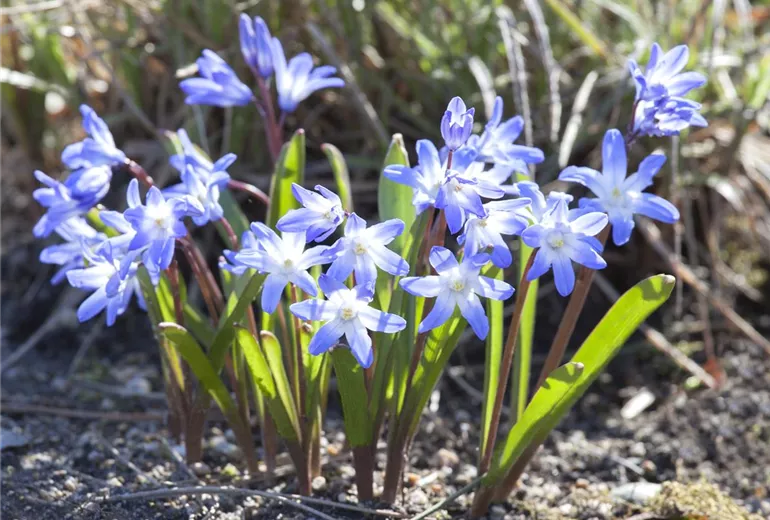 Chionodoxa forbesii 'Blue Giant' Chionodoxa forbesii 'Blue Giant'