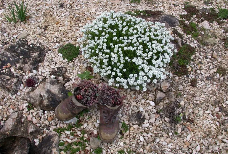Iberis sempervirens Iberis sempervirens