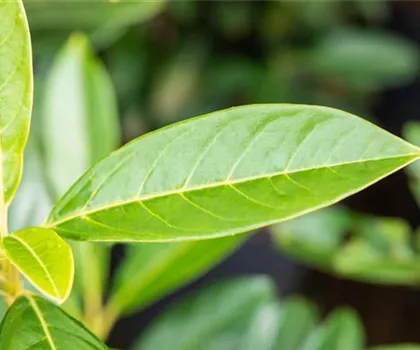 Prunus laurocerasus 'Elly'  Prunus laurocerasus 'Elly'