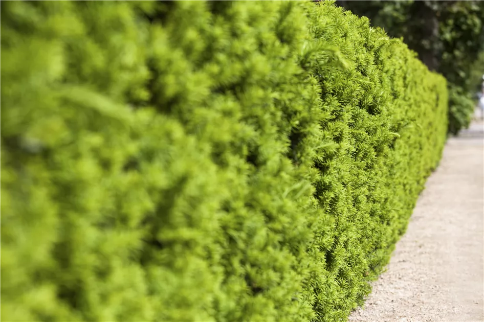 Taxus media 'Hicksii'