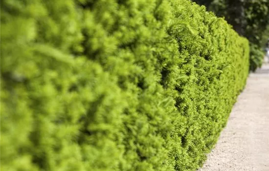 Taxus media 'Hicksii'  Taxus media 'Hicksii'