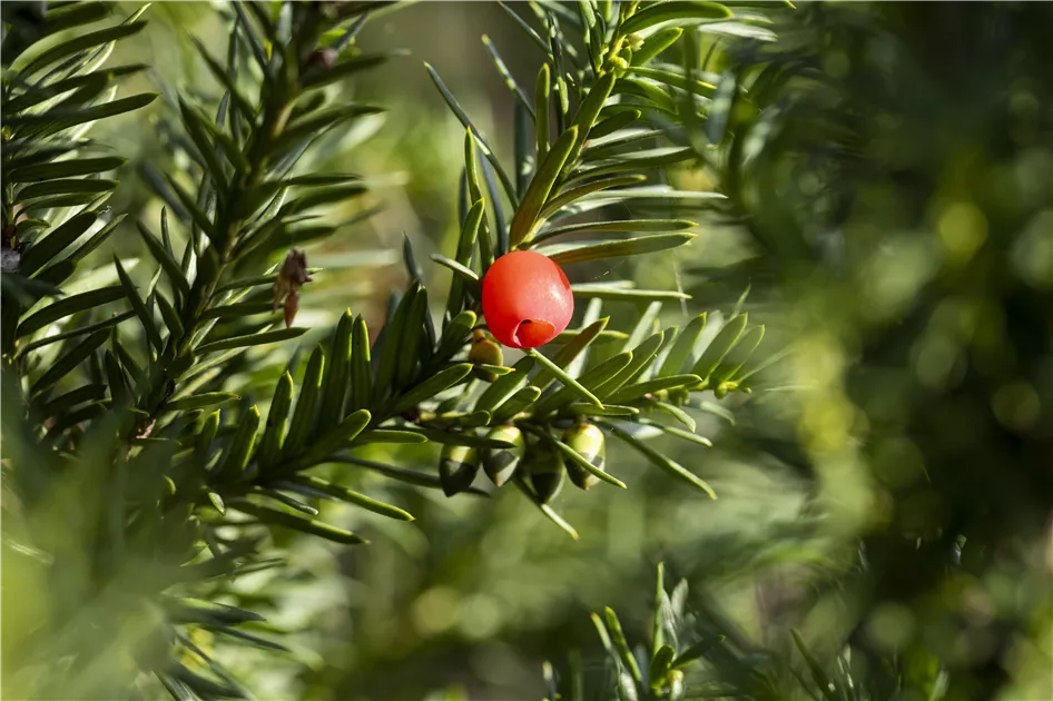Taxus media 'Hicksii'