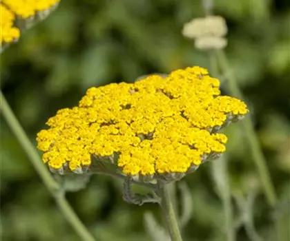 Achillea filipendulina 'Coronation Gold' 