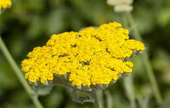 Achillea filipendulina 'Coronation Gold' 