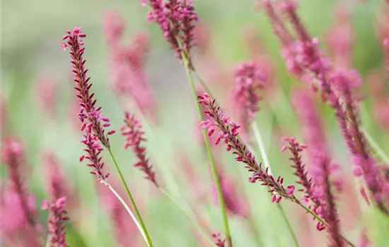 Bistorta amplexicaulis 'Inverleith' 