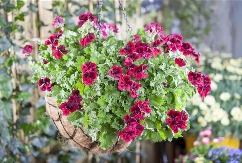 Pelargonium grandiflorum Pelargonium grandiflorum