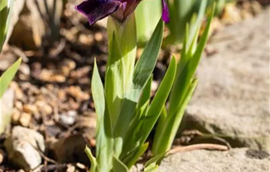 Iris x barbata-nana 'Cherry Garden'  Iris x barbata-nana 'Cherry Garden'