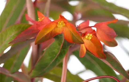 Euphorbia griffithii 'Fireglow' 