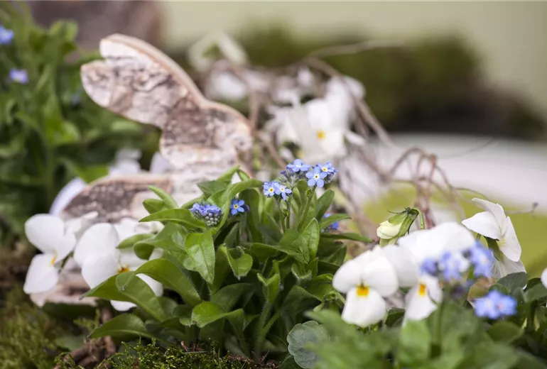 Myosotis sylvatica Myosotis sylvatica