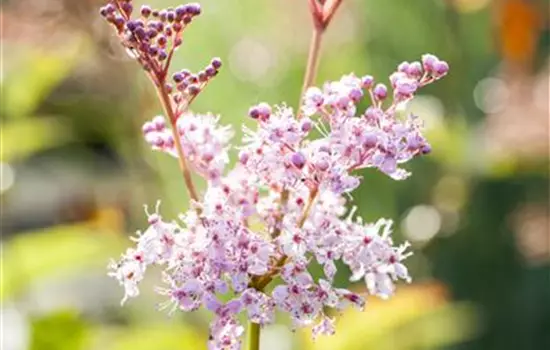 Filipendula rubra 'Venusta' 