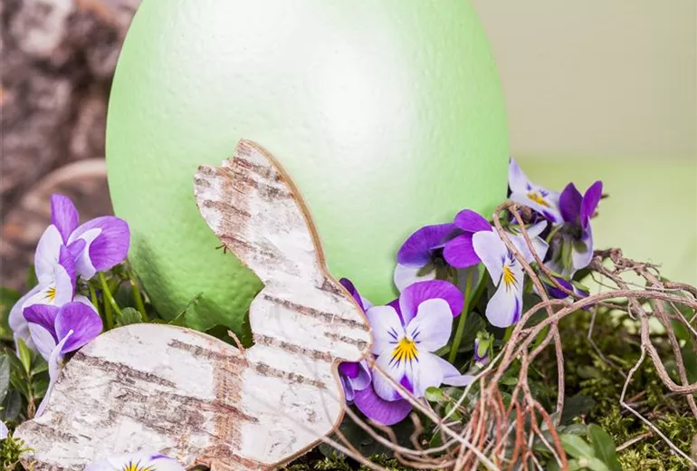 Viola cornuta Viola cornuta