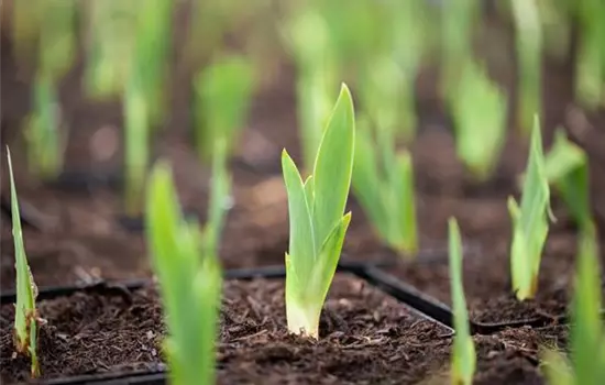Iris x barbata-nana 'Little Shadow' 
