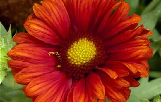 Gaillardia x grandiflora 'Burgunder' 