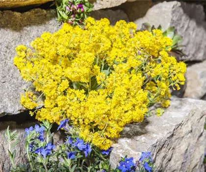 Alyssum montanum 'Berggold' 