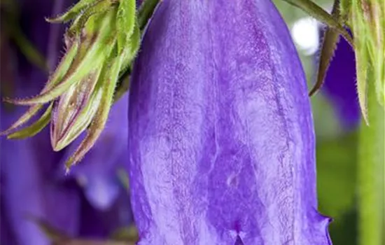 Campanula punctata 'Sarastro'  Campanula punctata 'Sarastro'