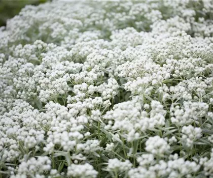 Anaphalis triplinervis 'Silberregen'  Anaphalis triplinervis 'Silberregen'