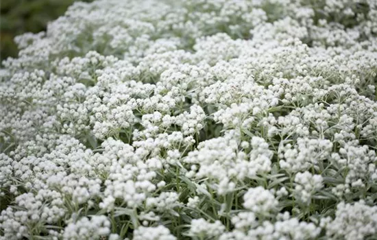 Anaphalis triplinervis 'Silberregen' 