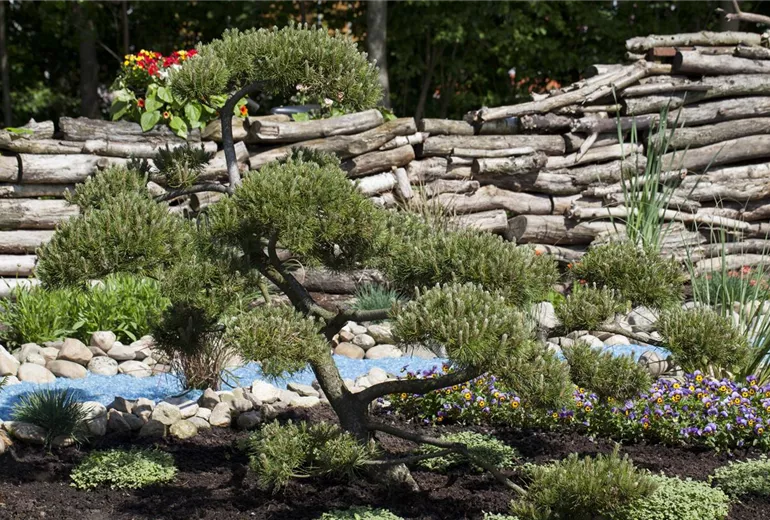 Pinus mugo var. mughus, Bonsai, 25 Jahre alt Pinus mugo var. mughus, Bonsai, 25 Jahre alt