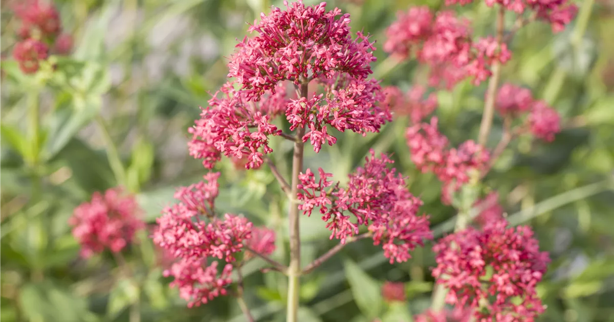 Centranthus ruber 'Coccineus'