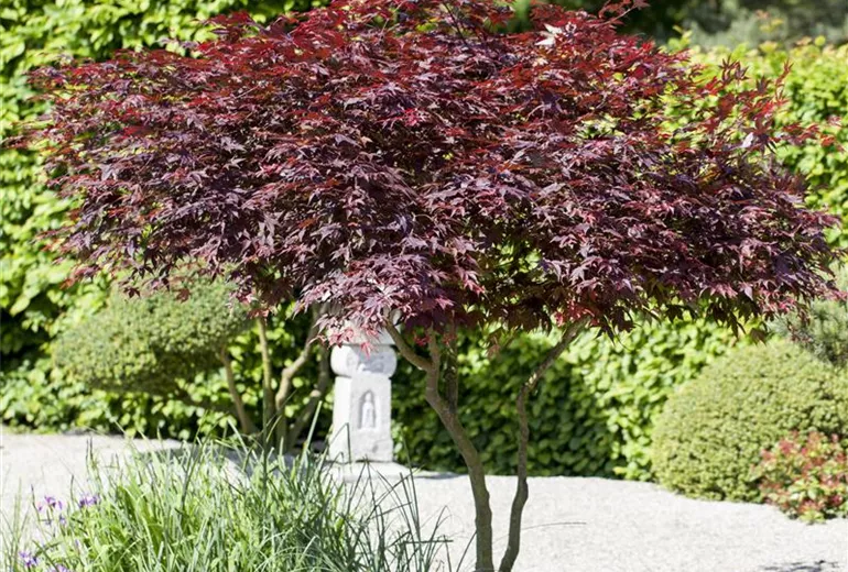 Acer palmatum 'Atropurpureum' Acer palmatum 'Atropurpureum'