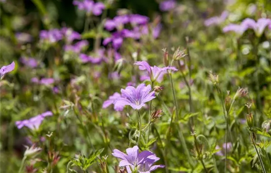 Geranium macrorrhizum 'Ingwersen' 