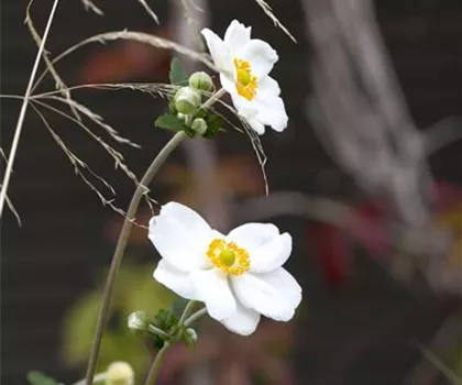 Anemone hupehensis 'Honorine Jobert' 