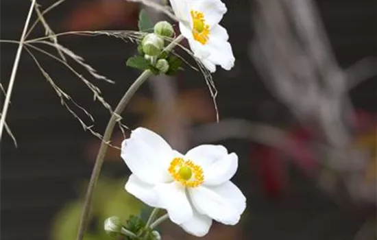 Anemone hupehensis 'Honorine Jobert' 