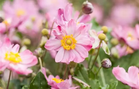 Anemone Hybride 'Königin Charlotte' 