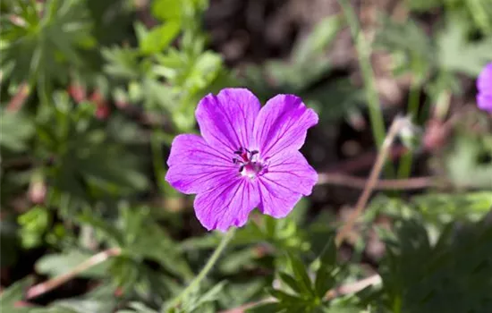 Geranium sanguineum 'Tiny Monster' 