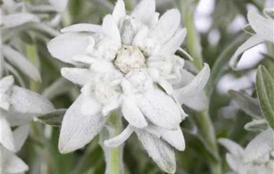 Leontopodium alpinum 