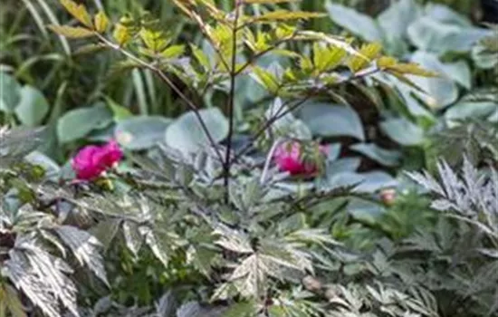 Cimicifuga ramosa 'Pink Spike' 