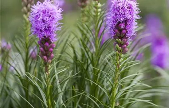 Liatris spicata 'Kobold' 