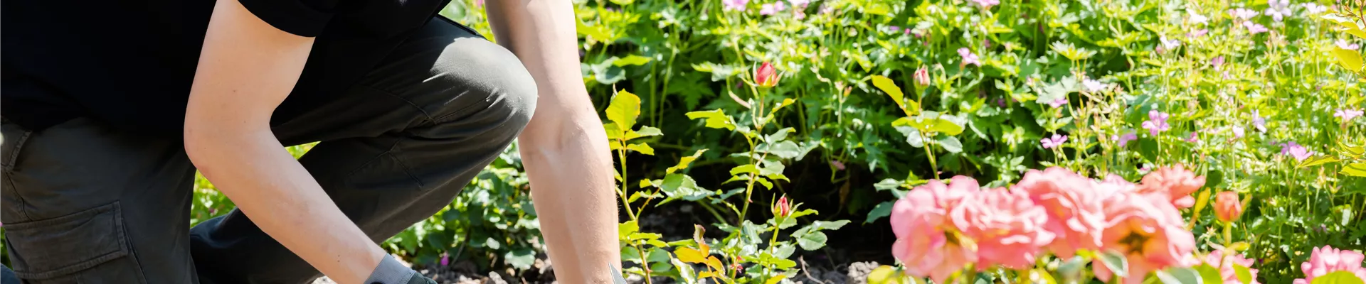 Mann bei der Gartenarbeit Mann bei der Gartenarbeit