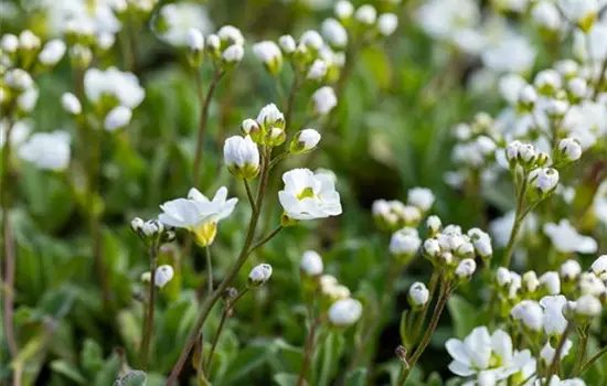 Arabis caucasica 'Plena' 